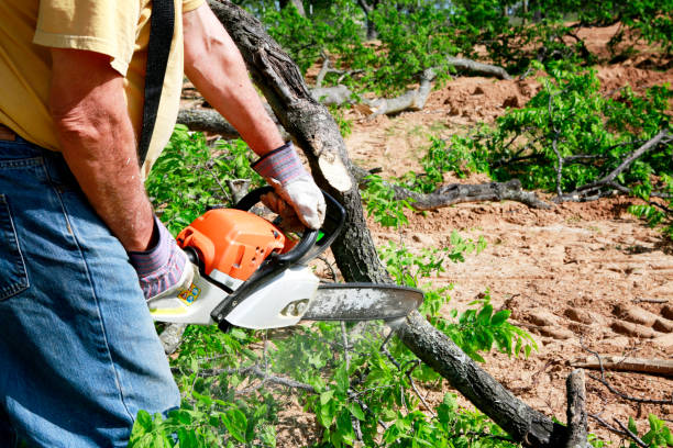 Best Tree Planting Services  in Ridgeway, VA